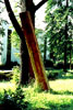 Thomas Kretschmer/Ulrich Duttenhofer: BALKEN